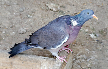 big Beautiful pigeon