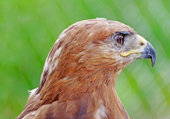 beautiful mountain eagle