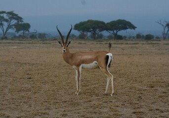 La belle gazelle