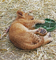 beautiful little lion