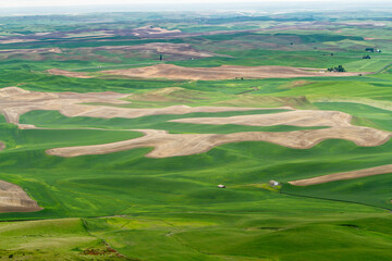 A view in the spring from Steptoe butte in the Palouse region of eastern Washington of rolling...