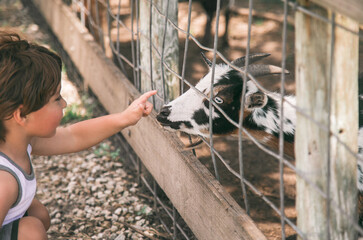 little boy feeding animals goat in petting zoo 