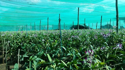 the dendrobium flowers in the garden