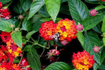 Asclepias de Curaçao