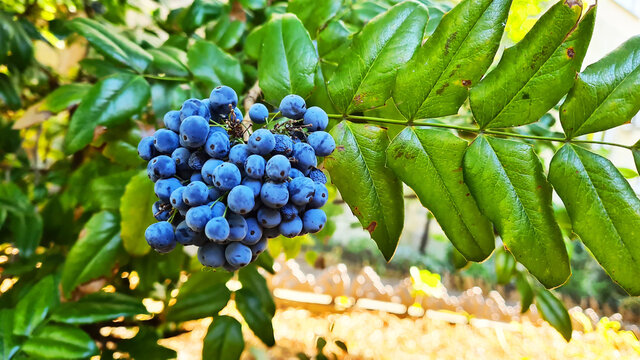 Ligustrum Vulgare. Poisonous Fruit 