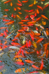 large multicolored fishes in pond