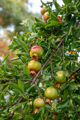 flowers and fruits of pomegranate on a tree branch
