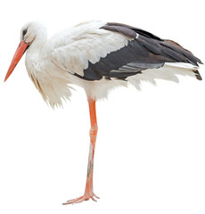 Beautiful white stork on white