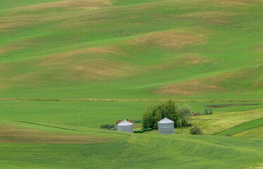 A view in the spring from Steptoe butte in the Palouse region of eastern Washington of rolling...