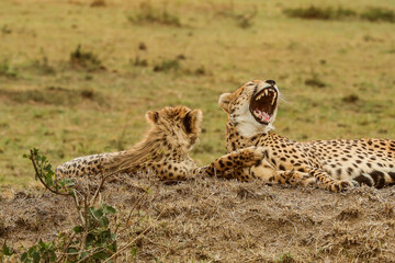 Lazy cheetahs