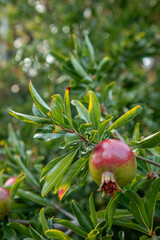 flowers and fruits of pomegranate on a tree branch