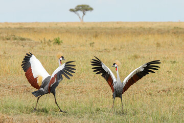 African cranes