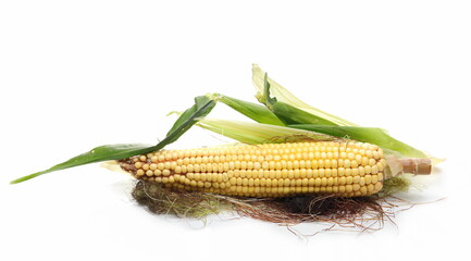 Fresh cob of corn isolated on white background