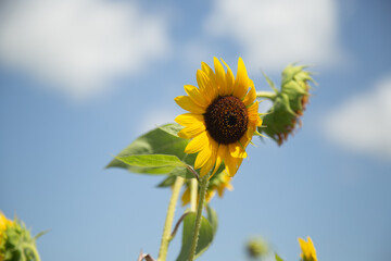 yellow sunflower 