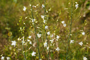 Ästige Graslilie auch Rispige Graslilie genannt, Anthericum ramosum auf der Schwäbischen Alb