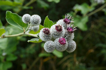 Filz-Klette_Arctium tomentosum oder Wollkopf-Klette