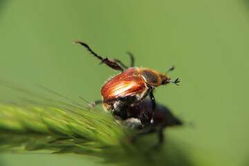 mating anisoplia beetles