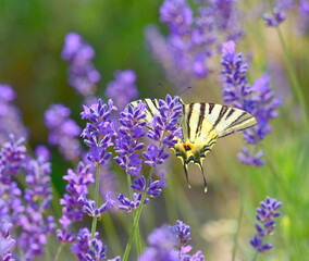 butterfly on lavender