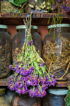 Wild Herbs in Jars and a Bunch of Drying Asters in a Natural Healers Shed