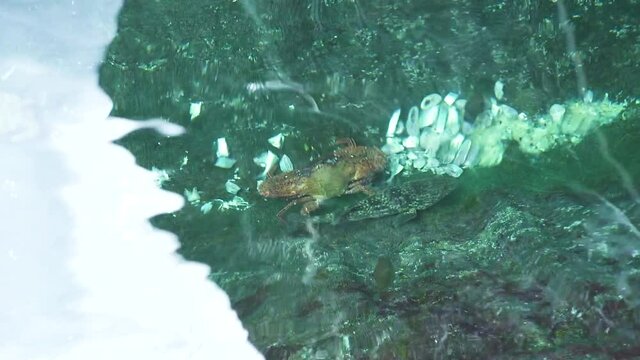 Clear shallow salt water with crabs and fishes swimming. Sunlight shining on water. Marine animal and species.