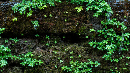 Ancient red brick wall with moss or bryophyte as a background