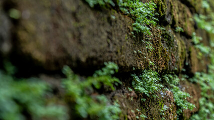 Ancient red brick wall with moss or bryophyte as a background