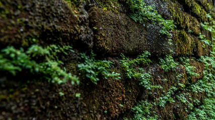 Ancient red brick wall with moss or bryophyte as a background