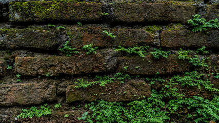 Ancient red brick wall with moss or bryophyte as a background