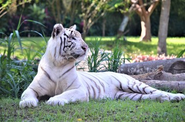 white tiger in the zoo