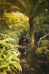 brook in a tropical jungle surrounded by vegetation