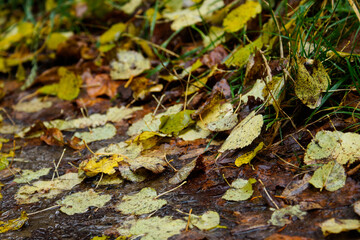 autumn leaves lie on the ground 