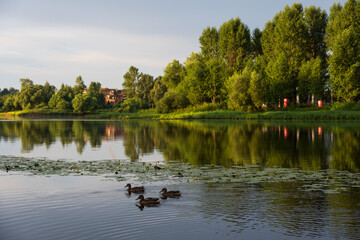 park green landscapes in summer with trees and walking paths