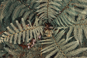 Green fern vegetation Creative tropical green leave in a forest. Nature spring concept. 