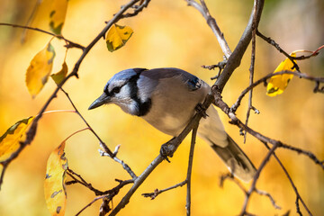 A Blue Jay perched on a branch in a Crabapple tree with shedding leaves in late Fall, with a natural, golden background.