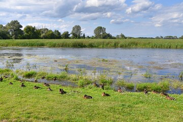 Rozkwit przyrody na rozlewiskach Biebrzy w Goniądzu. Biebrzański Park Narodowy 3 miesiące po pożarze © Albin Marciniak