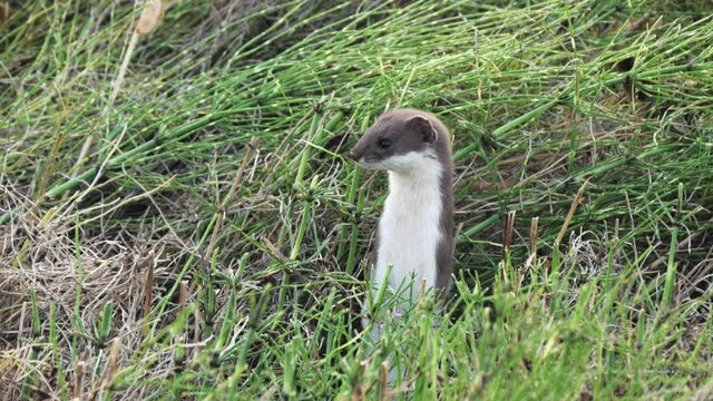 The little rodent jumped out of the mink on the field and began to look around