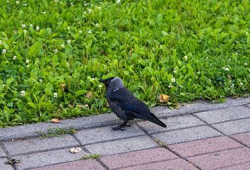 park green landscapes in summer with trees and walking paths