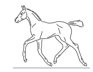 Obraz na płótnie Canvas Cute little foal, vector illustration
