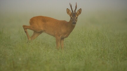 Roe deer (Capreolus)
in the morning in the fog on the meadow
