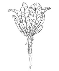 Obraz premium Bush of outline Horseradish plant with leaf and root in black isolated on white background. 