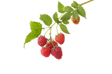 Sprigs of raspberries isolated on white