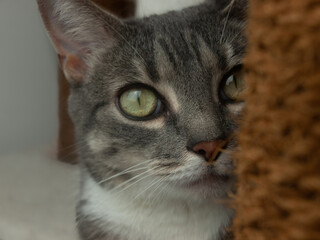Naklejka na ściany i meble Grey cat closeup portrait