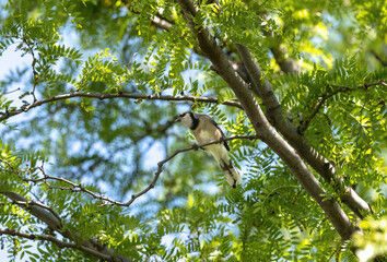 A Blue Jay viewed from below is perched high on a branch within a large Honey Locust Tree in the Summertime.