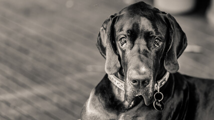 Black Great Dane, dog, black dog, sad eye dog, 