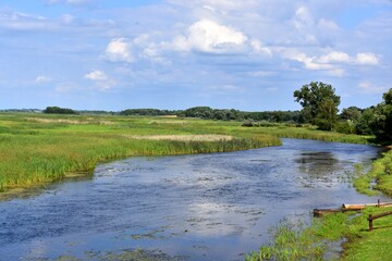 Rozkwit przyrody na rozlewiskach Biebrzy w Goniądzu. Biebrzański Park Narodowy 3 miesiące po pożarze © Albin Marciniak