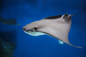 cownose ray swimming in the water,  
fish underwater in the aquarium