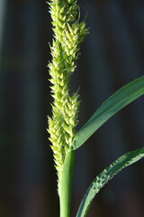 In the field, as weeds grow Echinochloa crus-galli