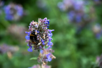 beautiful wildflowers on a green background with insects