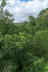 poplar forest on the river