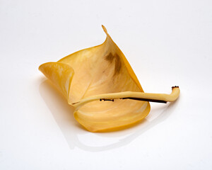 Naklejka premium leaf